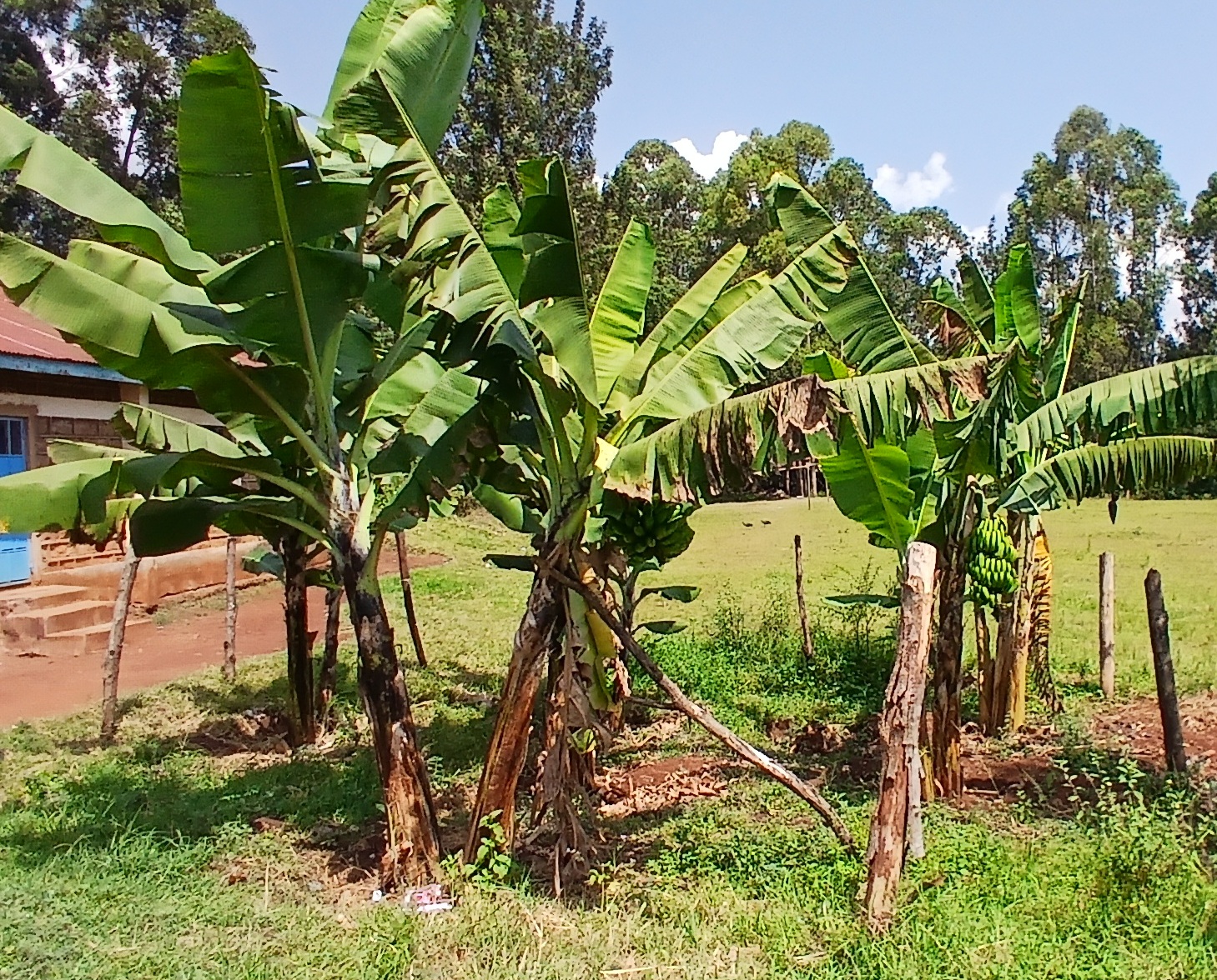 Crop Farming 7