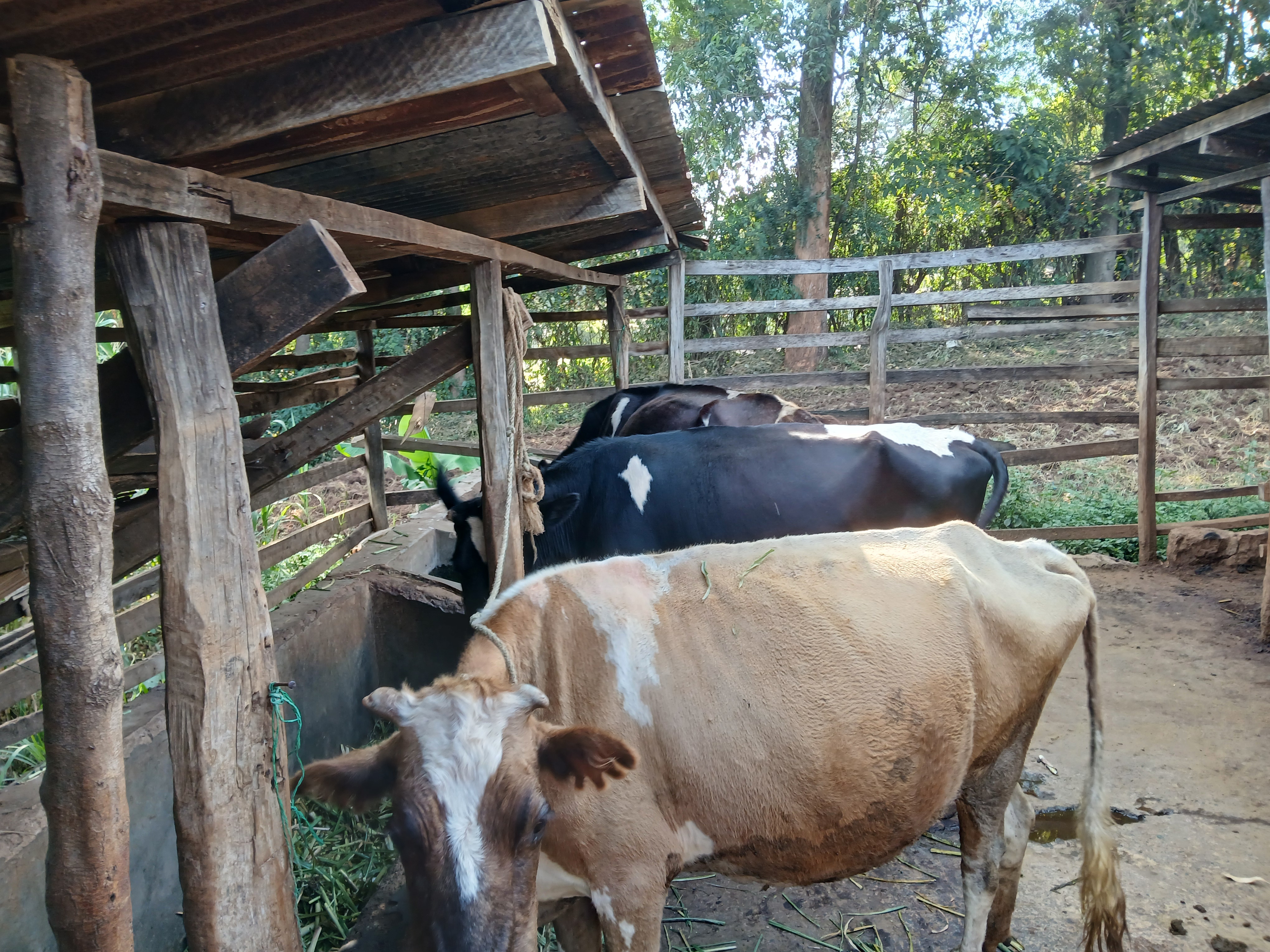 Dairy Farming 1