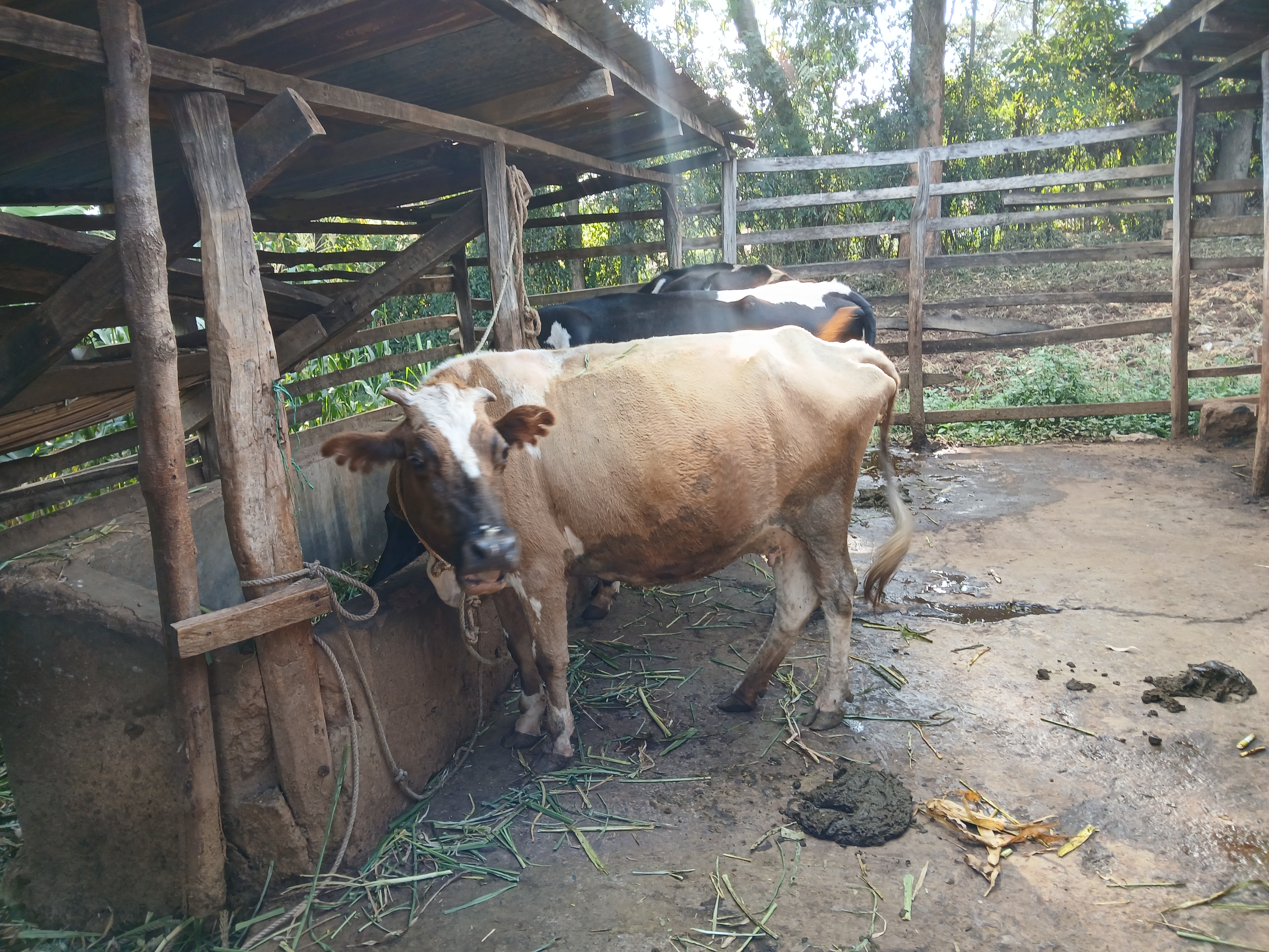 Dairy Farming 3