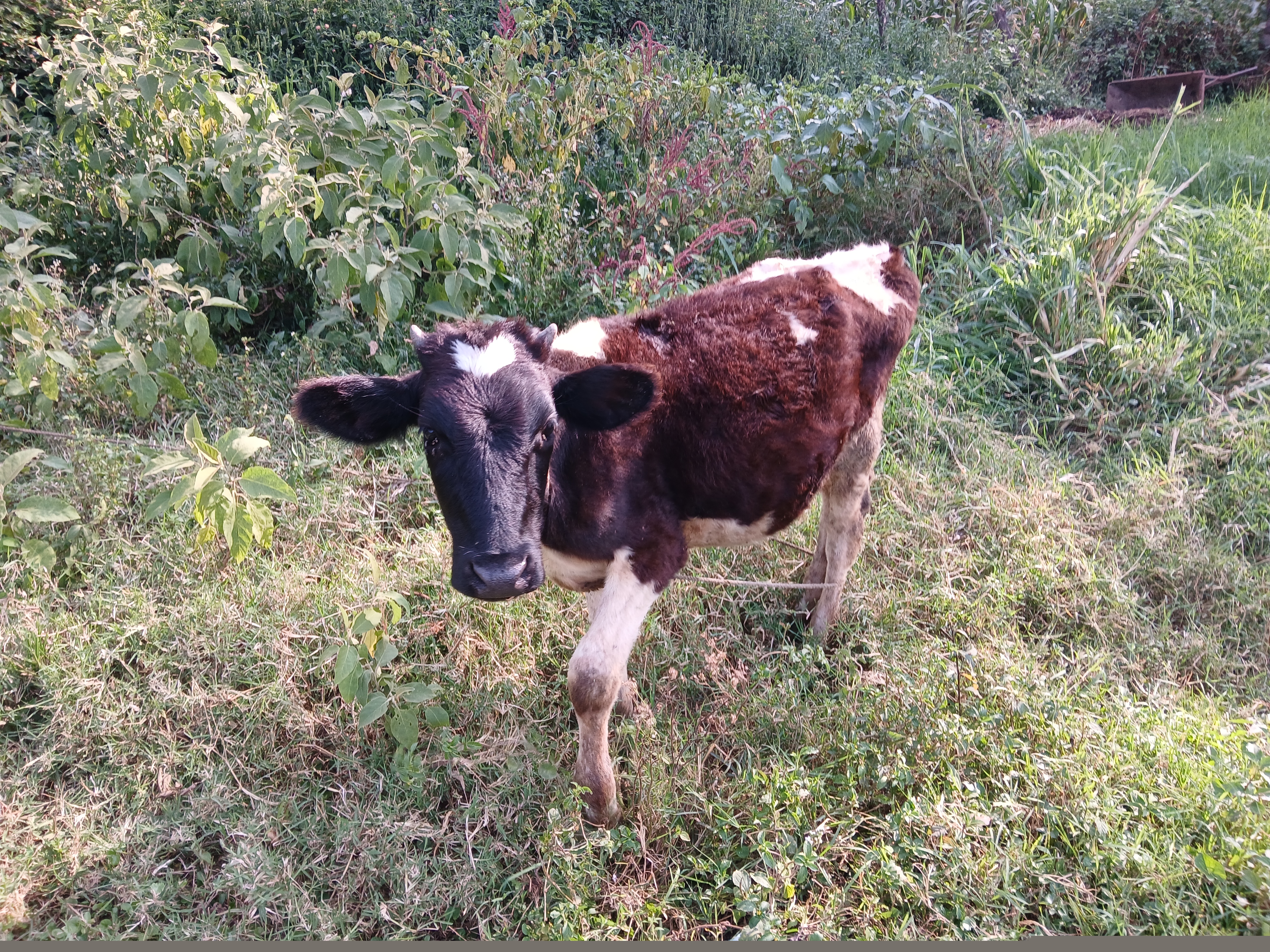 Dairy Farming 4