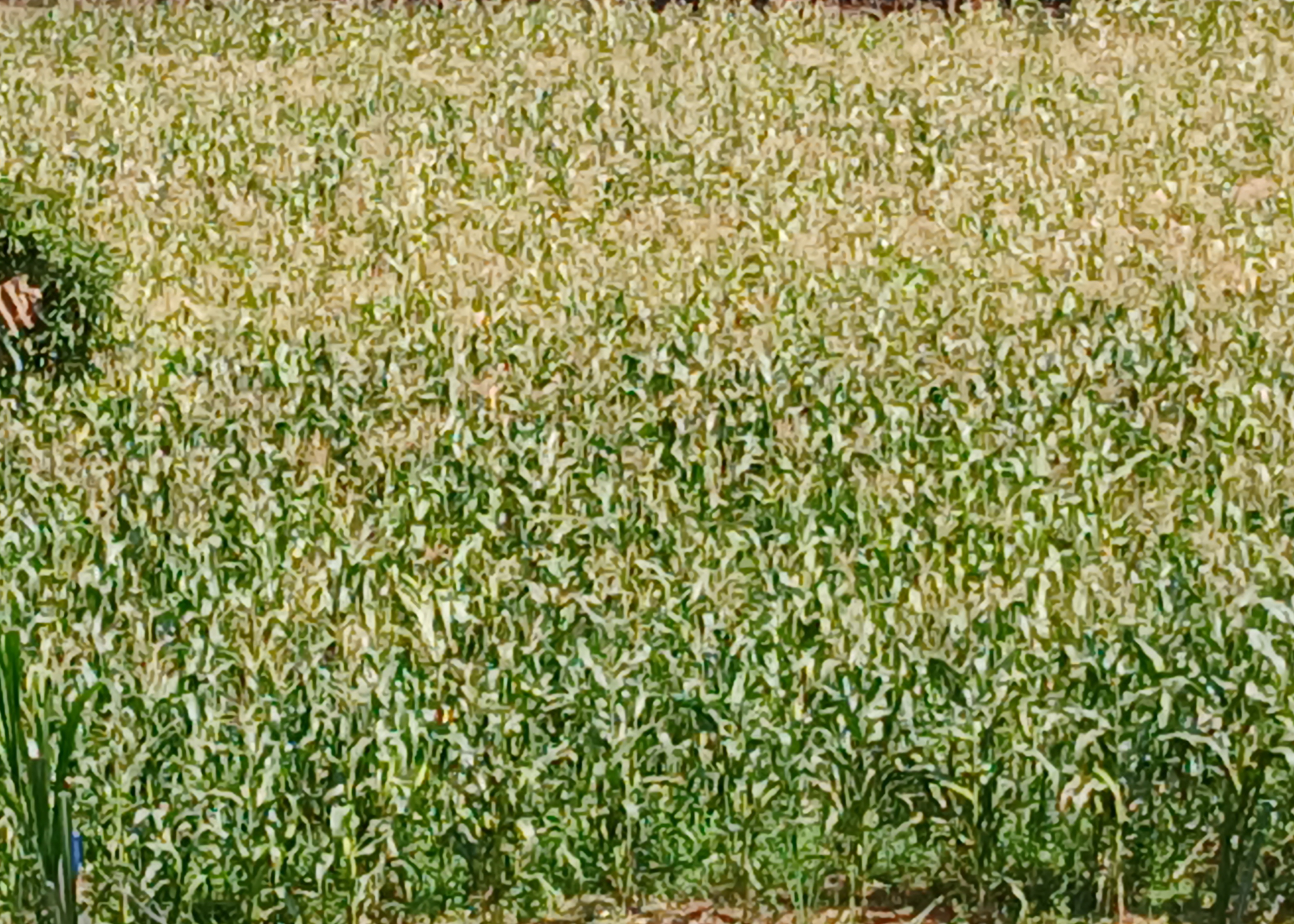 Crop Farming 1