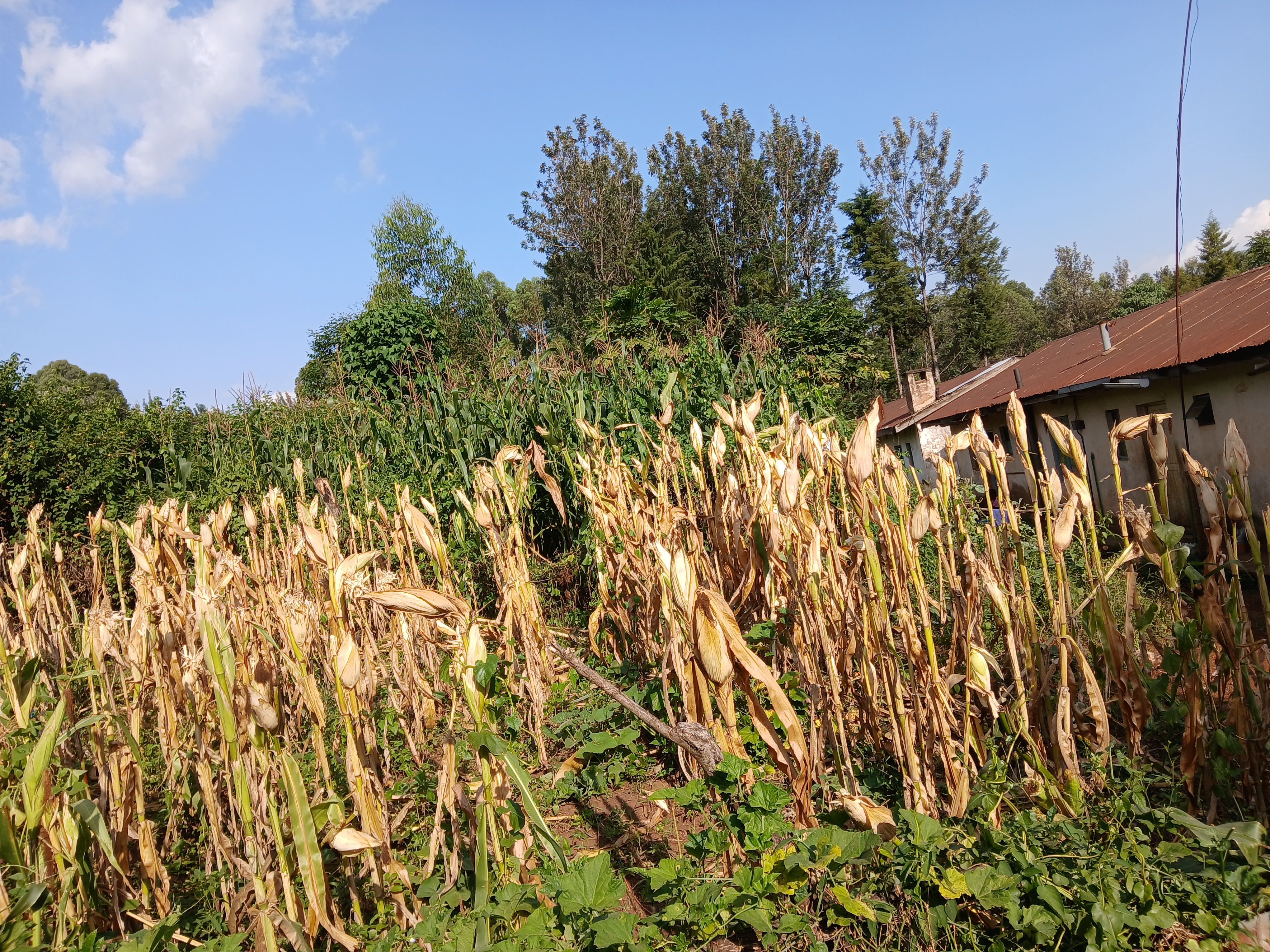 Crop Farming 3