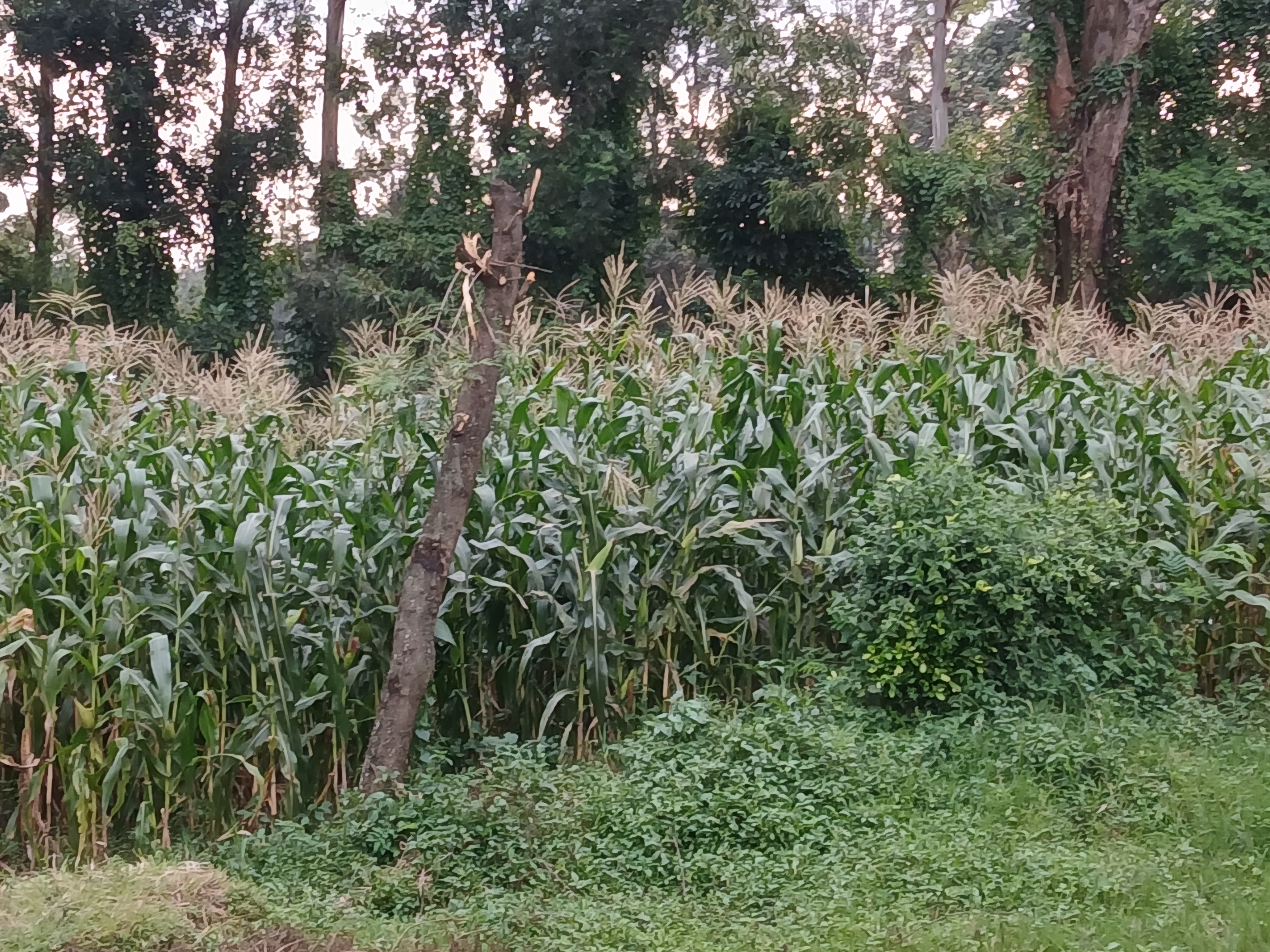Crop Farming 2