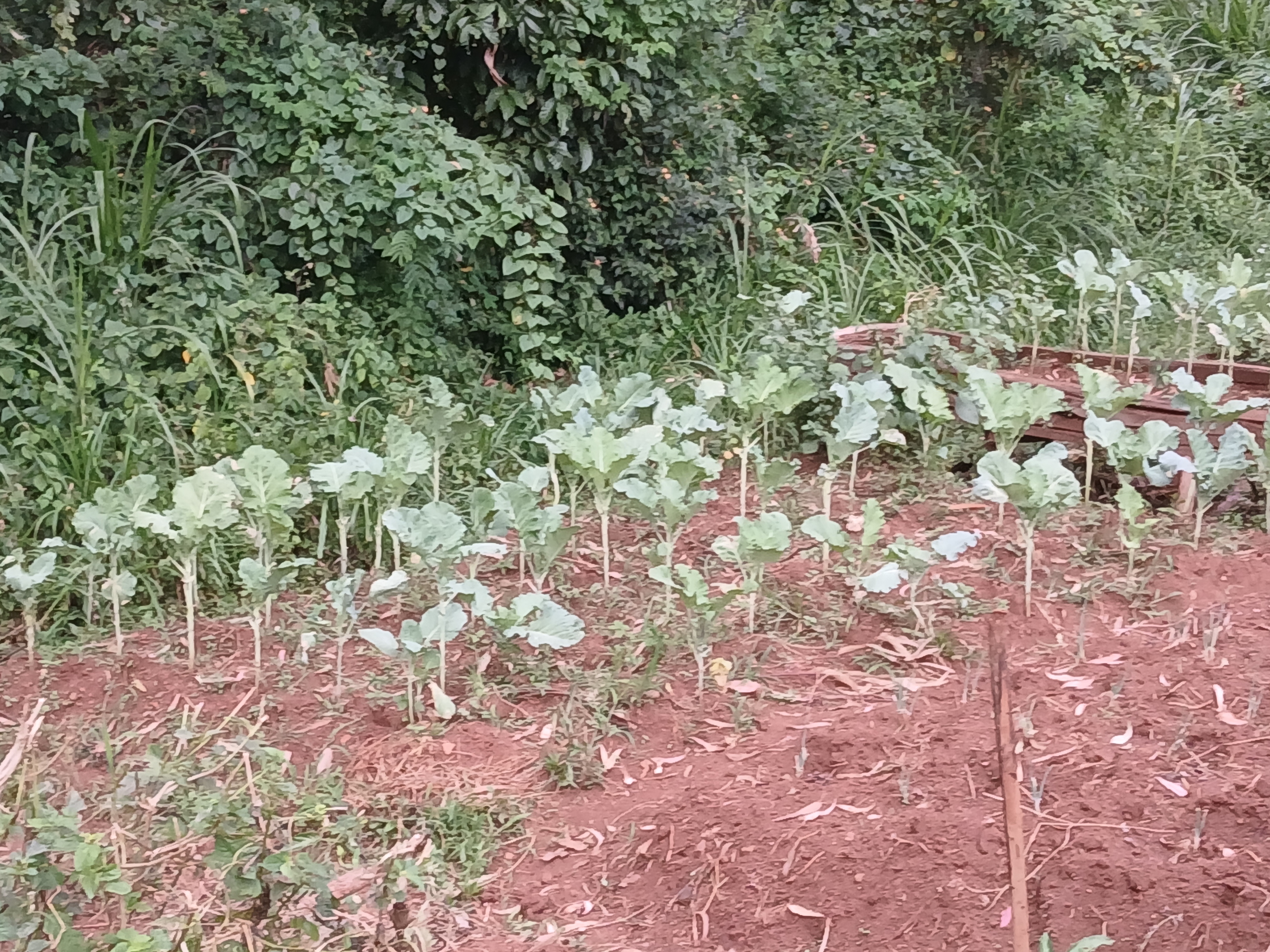 Crop Farming 4
