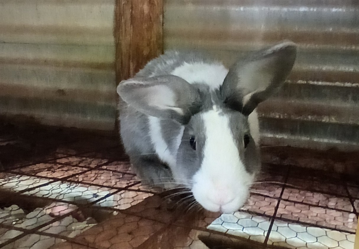 Rabbit Farming 7