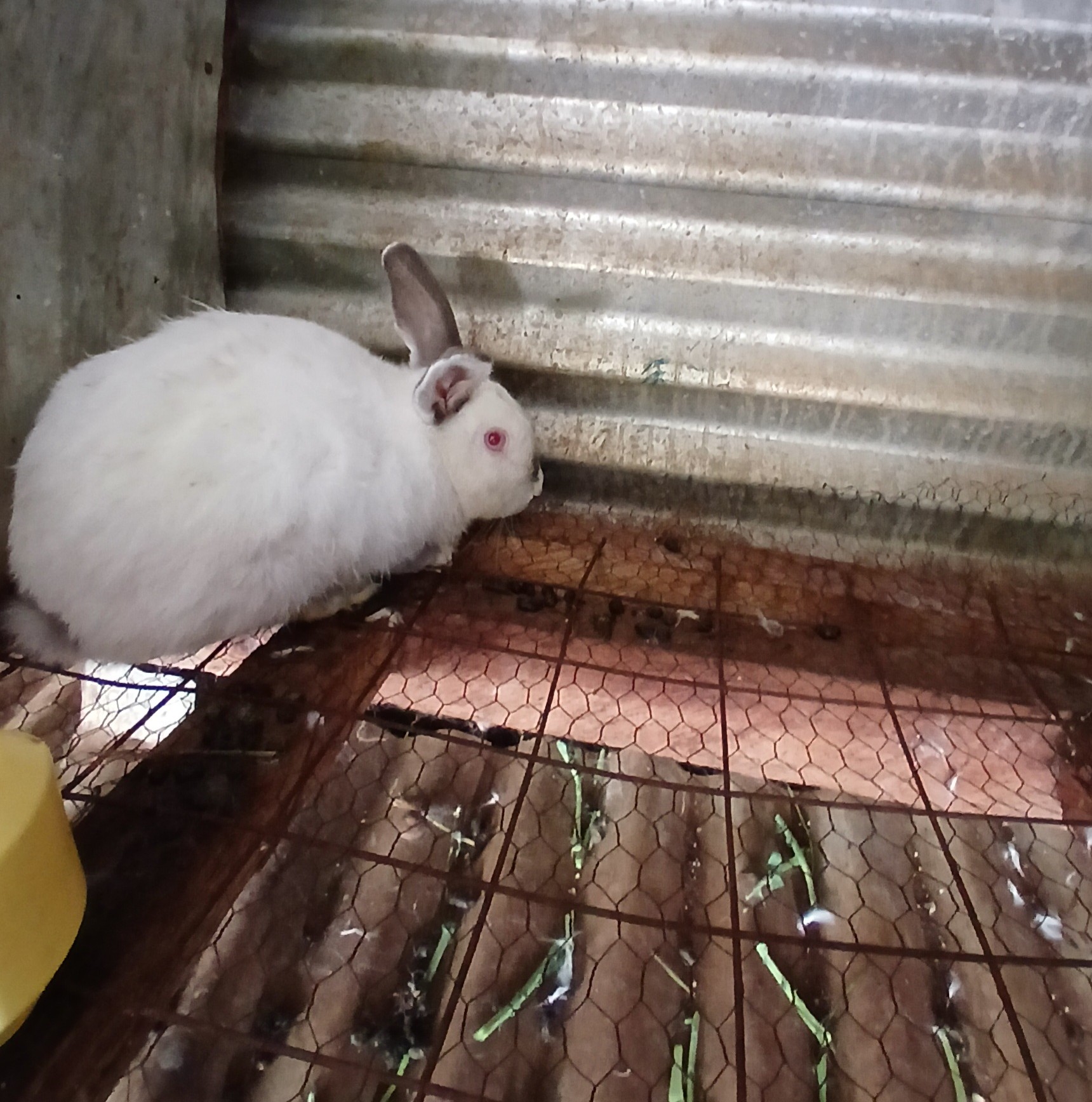 Rabbit Farming 2