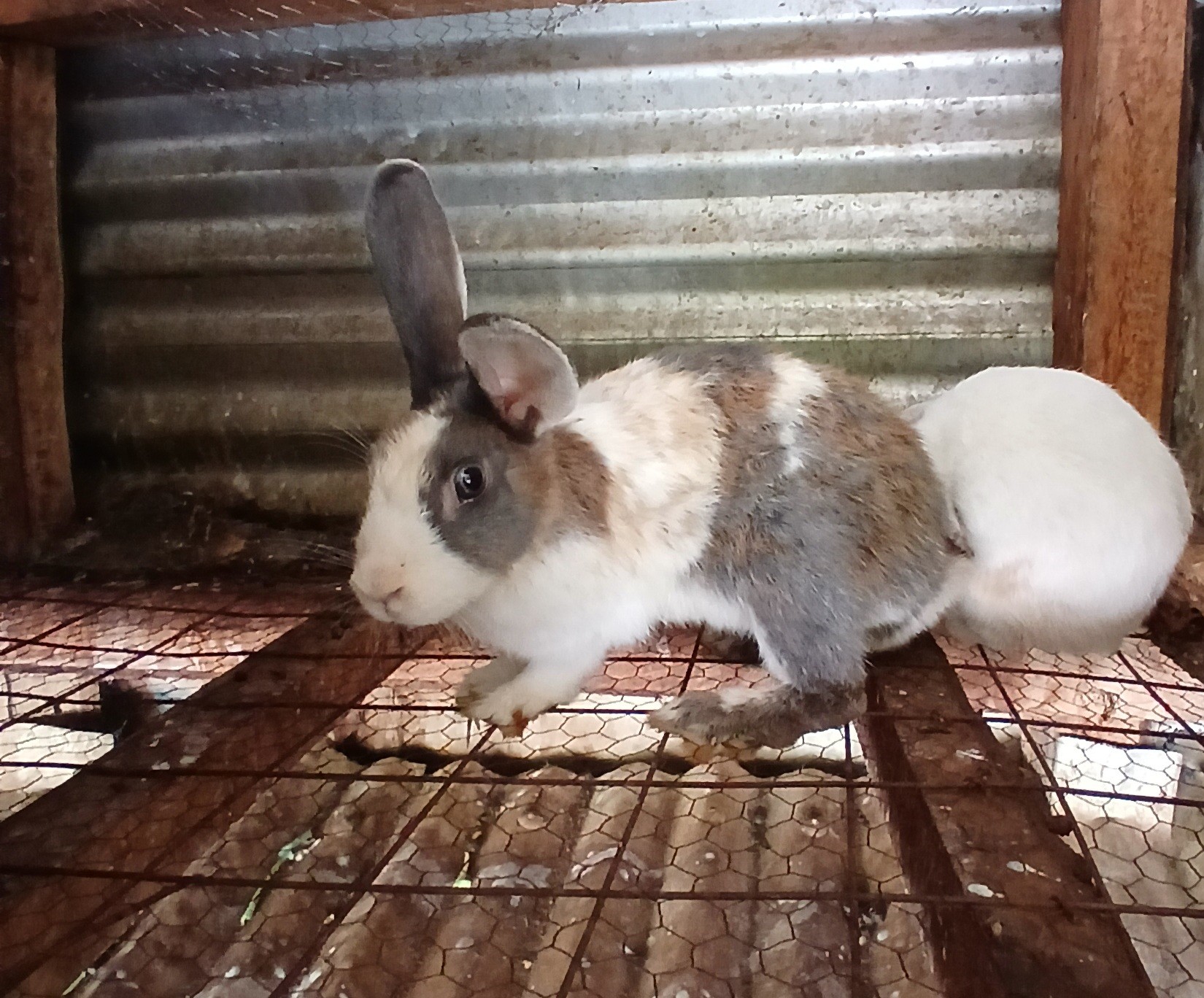 Rabbit Farming 3